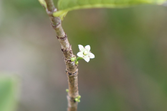 Fleur du Bois de piment