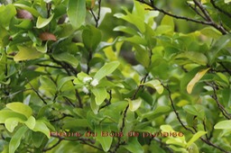 Fleurs du Bois de punaise