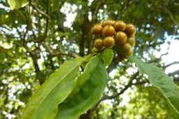 Fruits de Joli Coeur