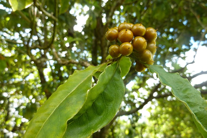 Fruits de Joli Coeur