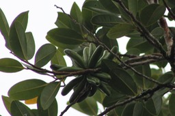 Fruits du Bois de banane