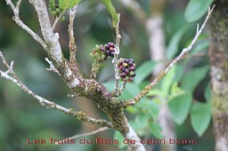 Fruits du Bois de cabri blanc