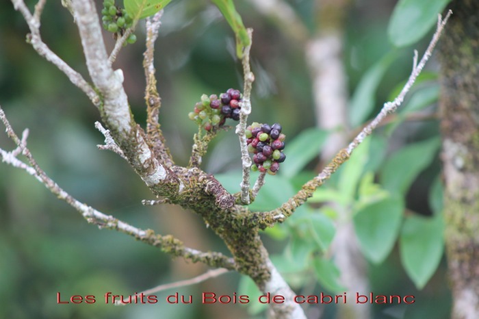Fruits du Bois de cabri blanc