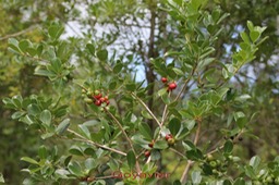 Goyavier - Psidium cattleianum - Myrtacée - exo