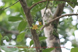 Inflorescence du Bois de tambour - Tambourissa elliptica