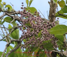 Inflorescence du Bois maigre