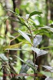 Jeune Bois de tambour - Tambourissa elliptica - Monimiacée - B