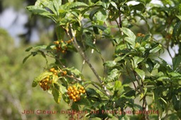 Joli Coeur ou Bois de Mangue carotte- Pittosporum senecia- Pittosporacée-I