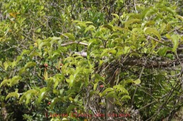 Liane Croc de chien - Smilax anceps - Smilacacée - I