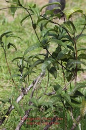 Lingue noir ou Liane jaune- Danais fragrans- Rubiacée- I