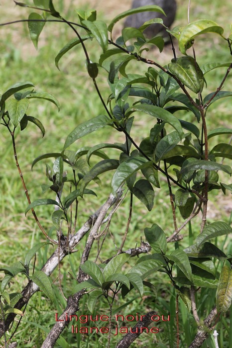 Lingue noir ou Liane jaune- Danais fragrans- Rubiacée- I