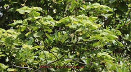 Mahot  ou Dombeya sp - Malvacée -B