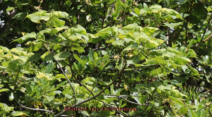 Mahot  ou Dombeya sp - Malvacée -B