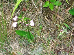Orchidée ... ??? IMG_0741