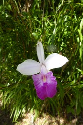 Orchidée Bambou