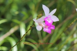 Orchidée bambou