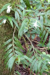 Orchidée Comète