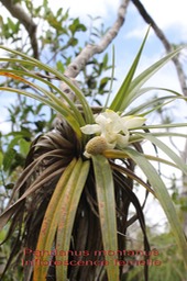 Pandanus montanus- Inflorescence femelle