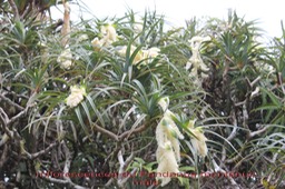 Pandanus montanus mâle- Pandanacée B