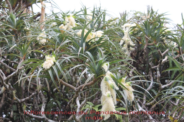 Pandanus montanus mâle- Pandanacée B