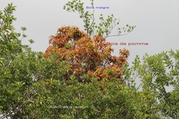 Paysage forestier
