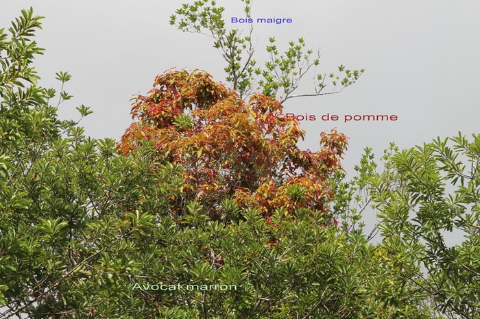 Paysage forestier