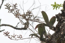 Polystachya rosea