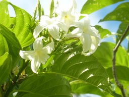 Quinquina Pays (2)