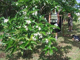 Quinquina pays IMG_0720