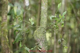 Sourichaude - Viscum triflorum- Santalacée - I
