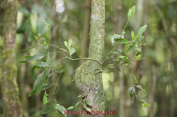 Sourichaude - Viscum triflorum- Santalacée - I