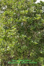 Tan Georges - Molinea alternifolia - Sapindacée - BM