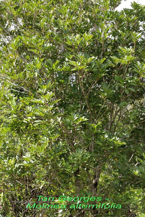 Tan Georges - Molinea alternifolia - Sapindacée - BM