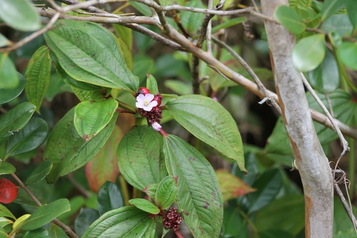 Tristemam mauritianum- Mélastomatacée-exo