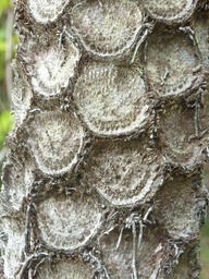 Tronc Fougère Arborescente (2)