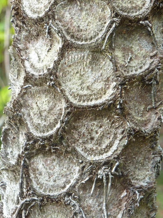 Tronc Fougère Arborescente (2)