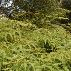 Dicranopteris_linearis_(_en_fougeraie)-GLEICHENIACEAE-Indigene_Reunion-MB3_4101.jpg