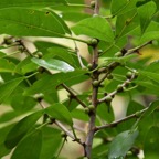 Ficus_reflexa_Ficus_a_petites_feuilles_MORACEAE-Indigene_Reunion-MB3_4107.jpg