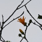 Hibiscus_boryanus-Foulsapate_marron-MALVACEAE-Endemique_Reunion_Maurice-MB3_4190.jpg