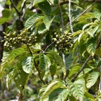 Mussaenda_landia-Fruits_Quiquina_pays-RUBIACEAE-Endemique_Reunion_Maurice-MB3_4076.jpg