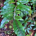 Casearia coriacea .bois de cabri rouge.salicaceae.endémique Réunion Maurice..jpeg