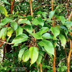 Cordemoya integrifolia.( Hancea integrifolia )  Bois de  perroquet.euphorbiaceae .endémique Réunion Maurice.jpeg