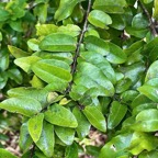 Grangeria borbonica.bois de punaise.chrysobalanaceae.endémique Réunion Maurice .,.jpeg