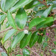10. Fleur fruits juvénile Aphloia theiformis - Change-écorce - APHLOIACEE IMG_4620.JPG.jpeg