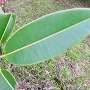 14. Feuille de Labourdonnaisia calophylloides - Petit natte - Sapotacée - BM (fiche maître)IMG_4626.JPG.jpeg