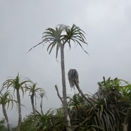 46. Pandanus ??? montanus IMG_4676.JPG.jpeg