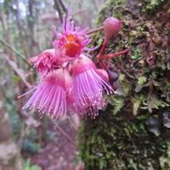 54. Syzygium cymosum - Bois de pomme rouge - Myrtacée - B.jpeg