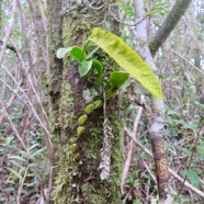 57. Bulbophyllum occultum EPIDENDROIDEAE ndigene Reunion IMG_4691.JPG.jpeg
