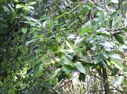 19 Fruits du grand natte 