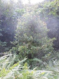 24 Petit natte, Labourdonnaisia calophylloides 